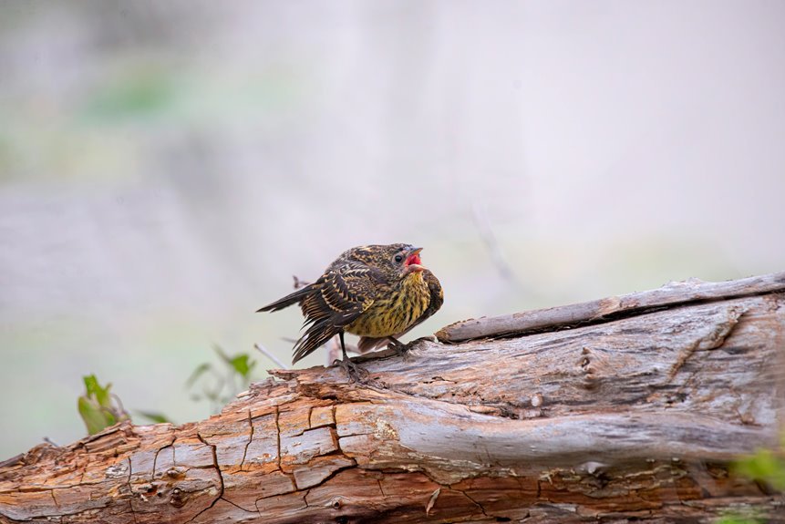 call verification phone numbers