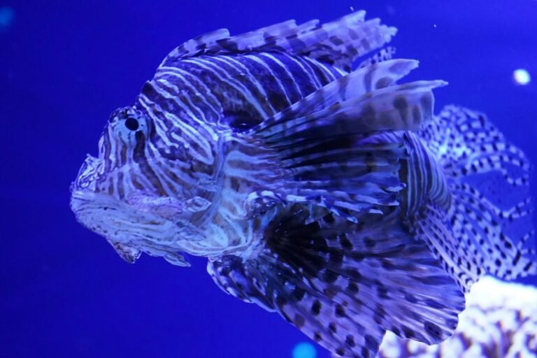 dwergtetraodons overview information