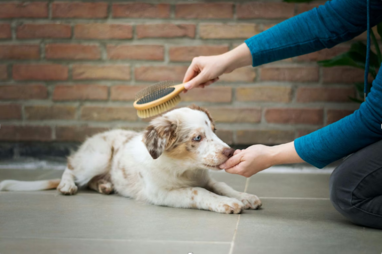 Emerging Technologies in Pet Care Products You Should Know About